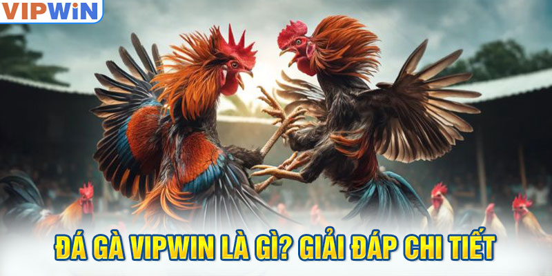 Đá gà VIPwin là gì? Giải đáp chi tiết