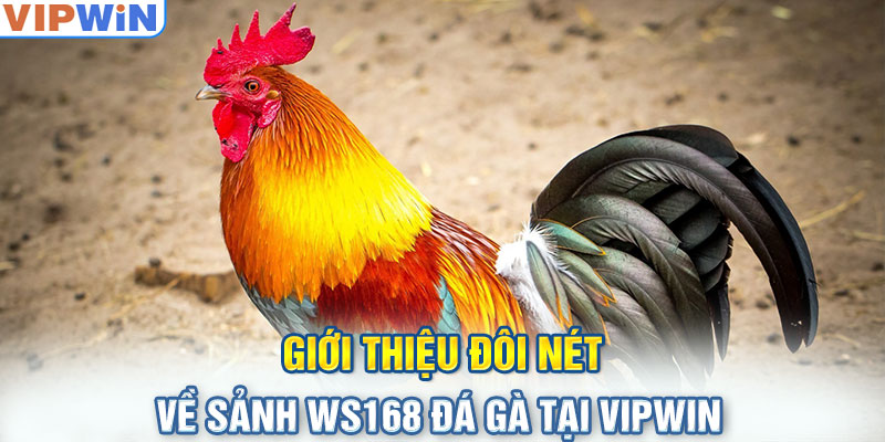 Giới thiệu đôi nét về sảnh WS168 đá gà tại Vipwin