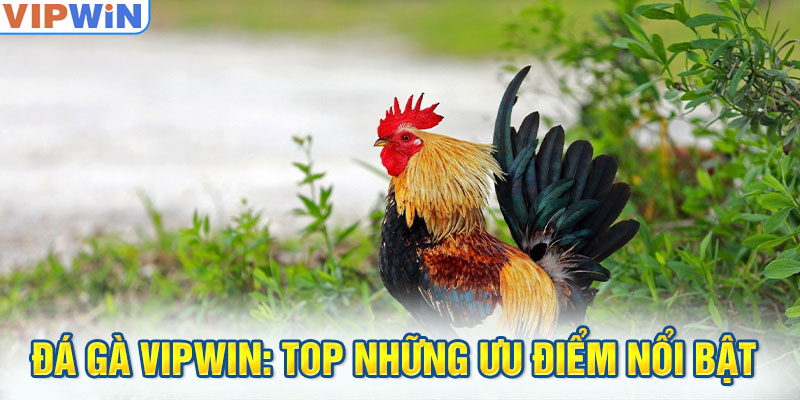 Đá gà VIPwin: Top những ưu điểm nổi bật 