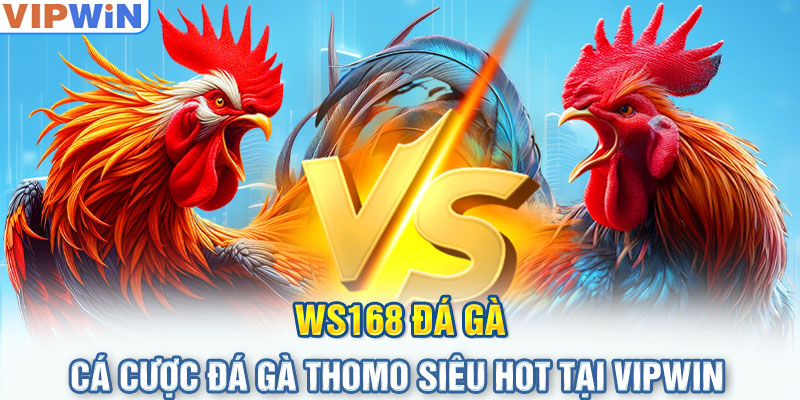 WS168 Đá Gà - Cá Cược Đá Gà Thomo Siêu Hot Tại Vipwin